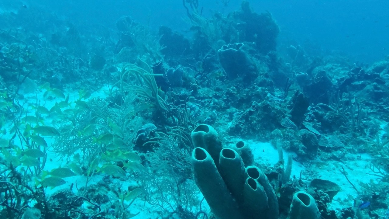 Diving at Punta Venado near Playa del Carmen, Mexico