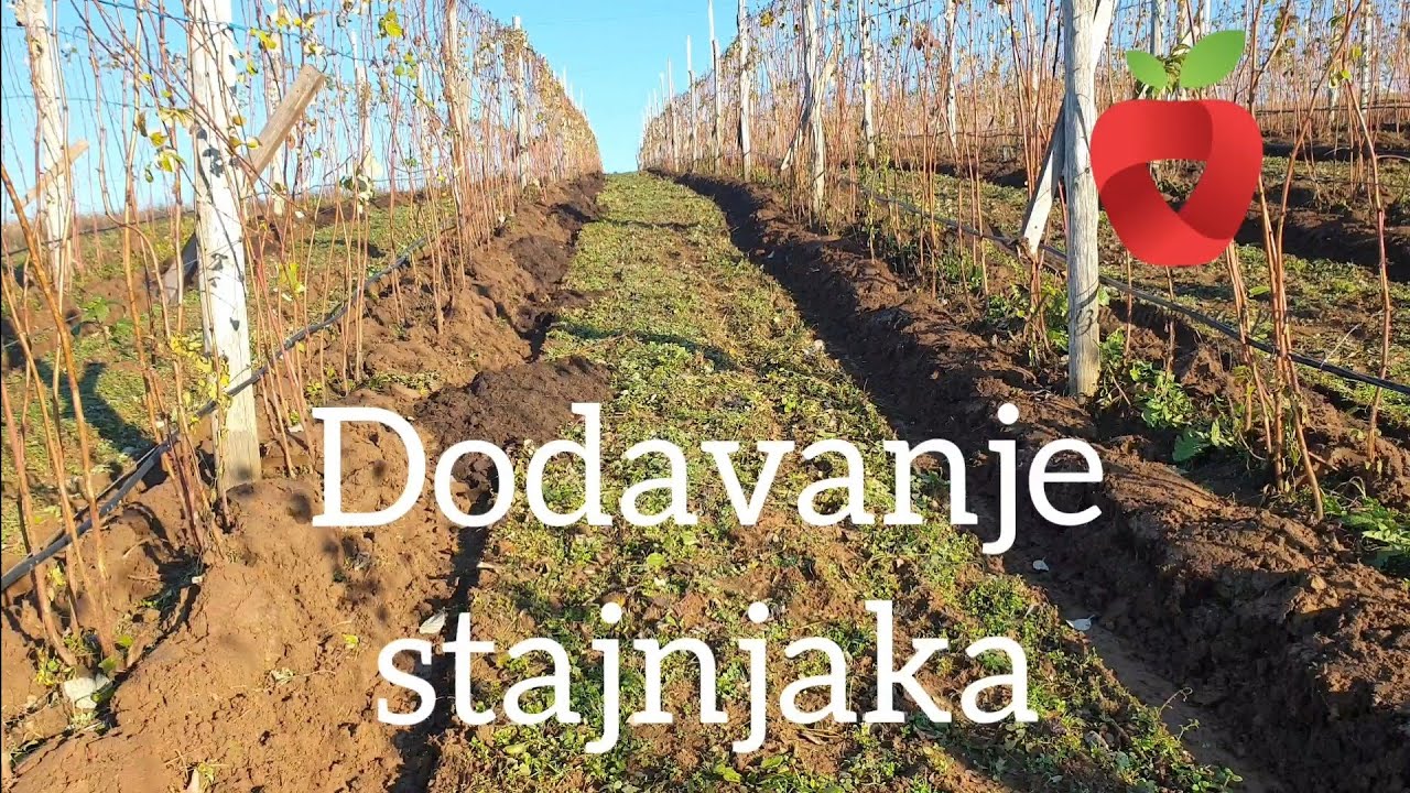 Dodavanje stajnjaka u voćnjak. Sve prednosti stajnjaka