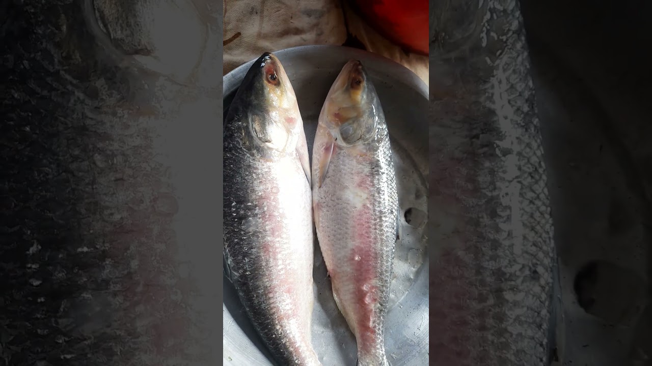 The national fish of Bangladesh is Hilsa fish.