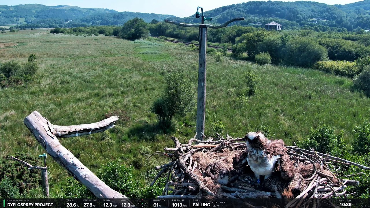 🏴󠁧󠁢󠁷󠁬󠁳󠁿 DYFI OSPREY PROJECT 2026: Live Streaming in 4K 🏴󠁧󠁢󠁷󠁬󠁳󠁿
