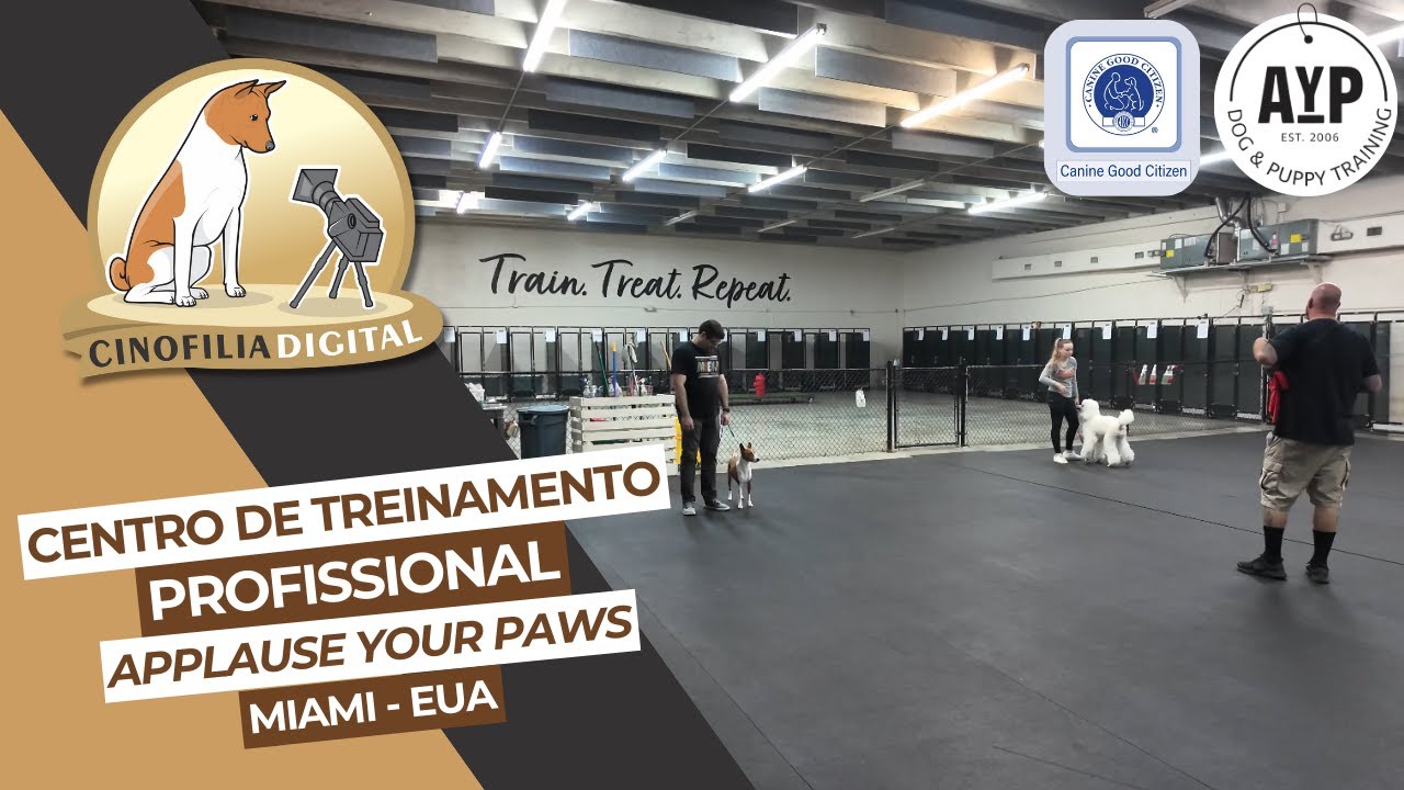 Canine Good Citizen, AKC & Teste C&atilde;o Soci&aacute;vel (TCS), CBKC | Cinofilia Digital