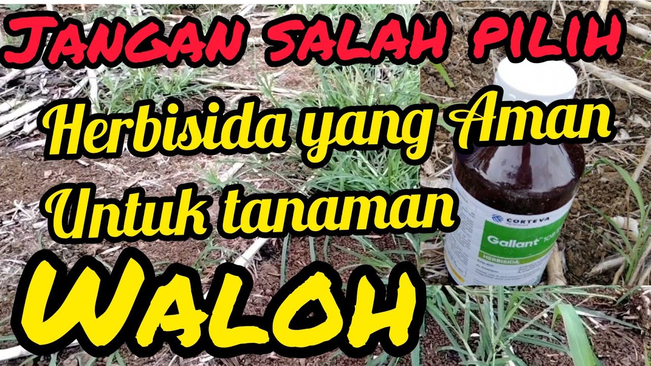 Penanggulangan rumput pada tanaman labu kuning @informasipertanian-w2l