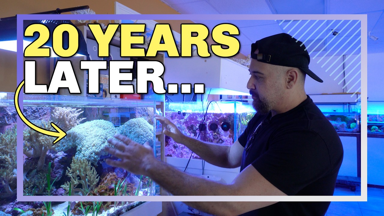 This 20-Year-Old Reef Tank Runs on Just 4 Plugs