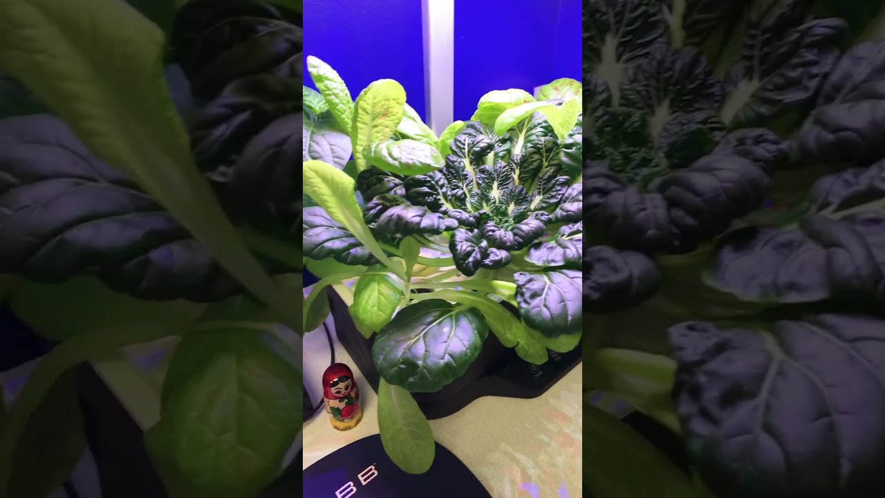 General Hydroponics MAXIGRO. The secret to my successful hydroponic garden.