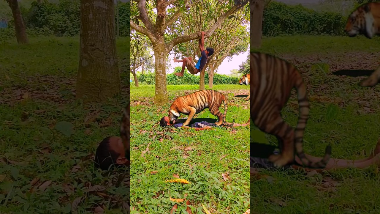 #tiger #trendingshorts #tigee #animals #bigcat #tigerlion #funny #wildanimal