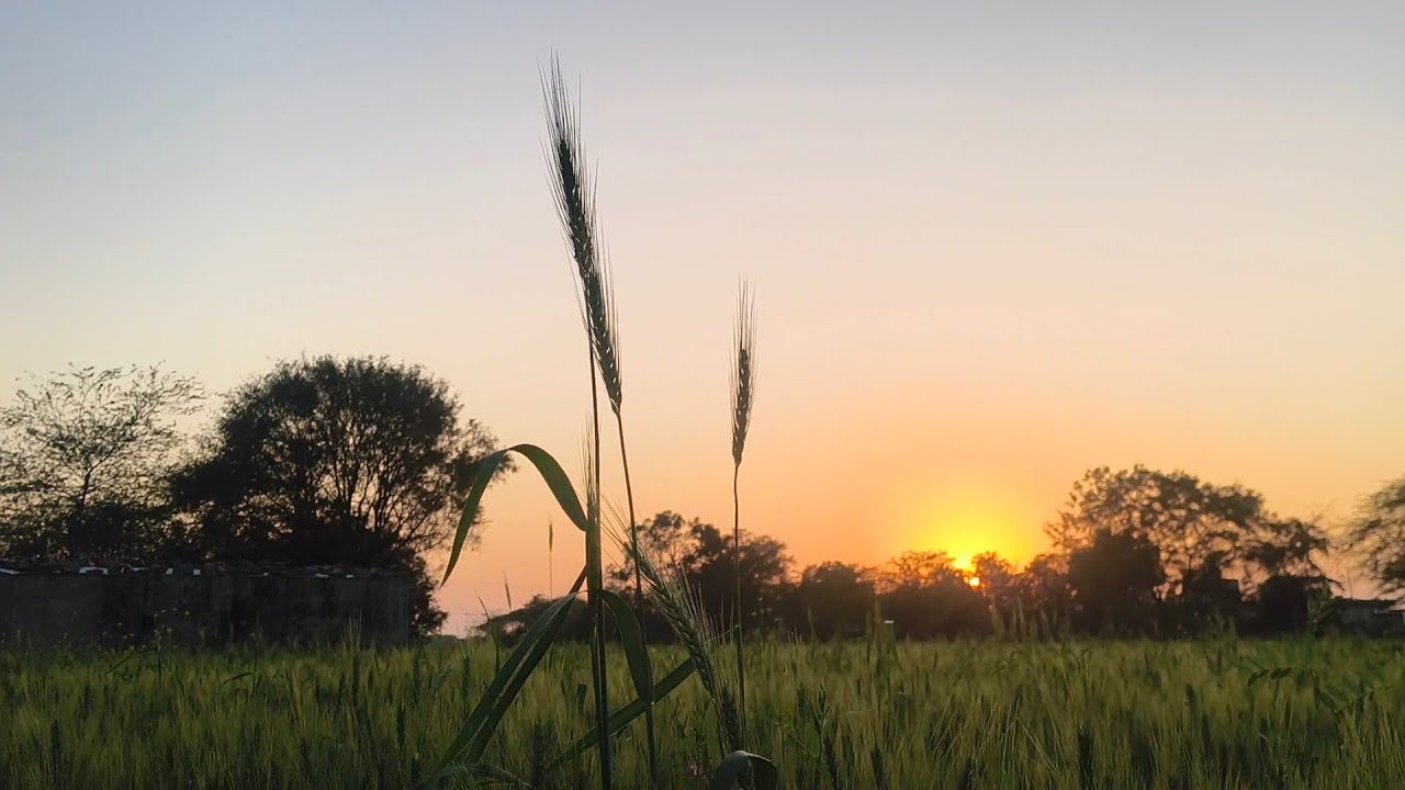 Khet me mili Dhengi 🌾 log ise sekh kar khate hain!”