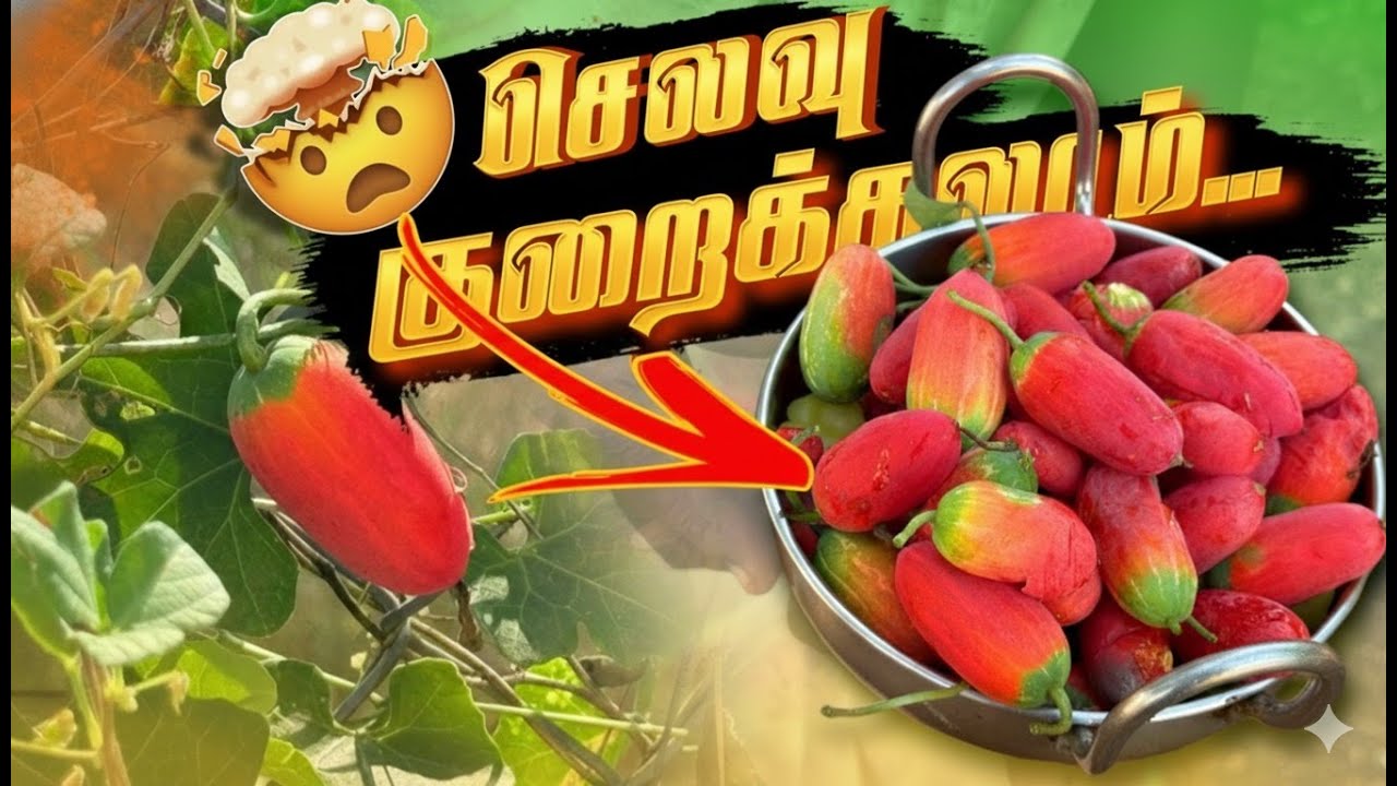 இயற்கை தீவனம் வேட்டை&hellip; தீவன செலவை இப்படியும் மிச்சபடுத்தலாமா😱 #nattukolinataraj 