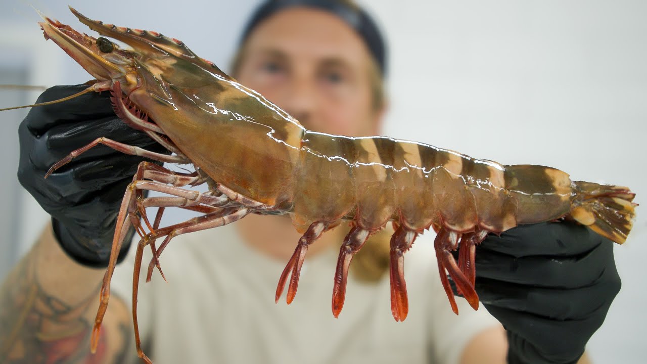 The Biggest Shrimp I've Ever Seen
