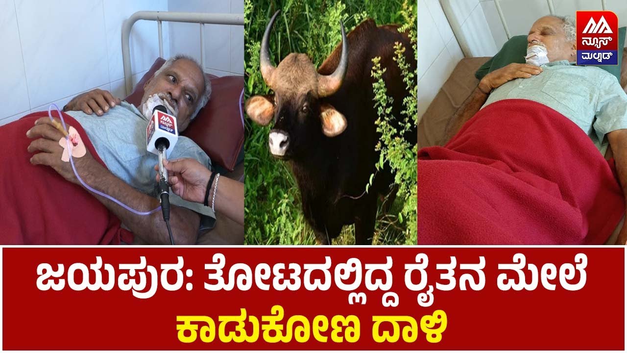 Bison | ಜಯಪುರ: ತೋಟದಲ್ಲಿದ್ದ ರೈತನ ಮೇಲೆ ಕಾಡುಕೋಣ ದಾಳಿ | NEWS MALNAD