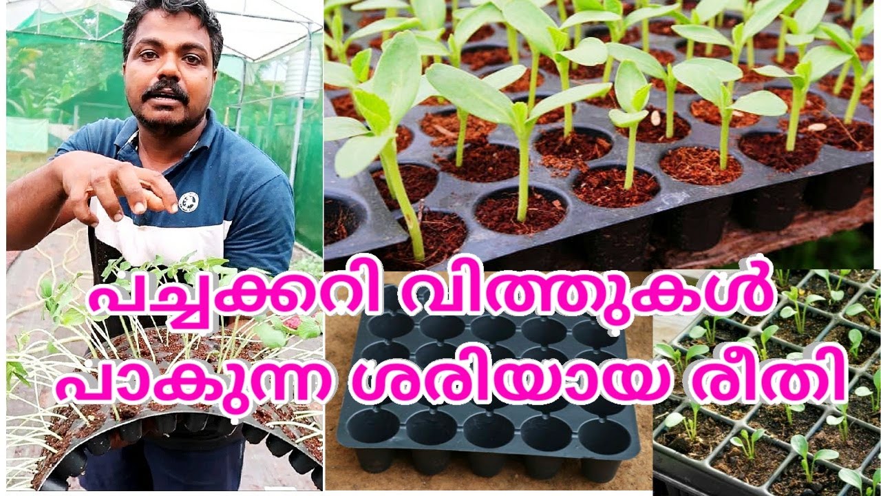 പച്ചക്കറിവിത്ത് പാകുന്ന ശരിയായ രീതി