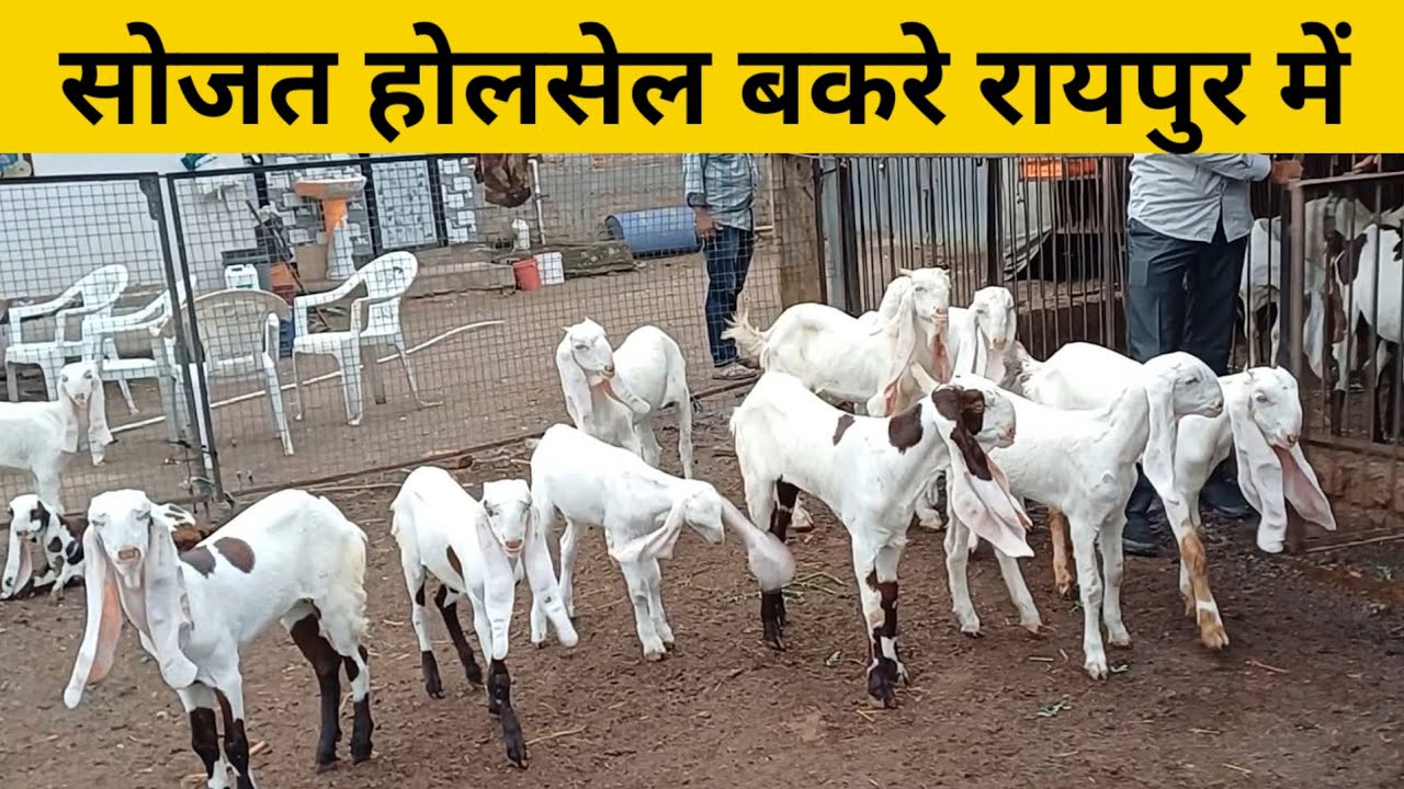 6376428286 सोजत होलसेल बकरे रायपुर में | 