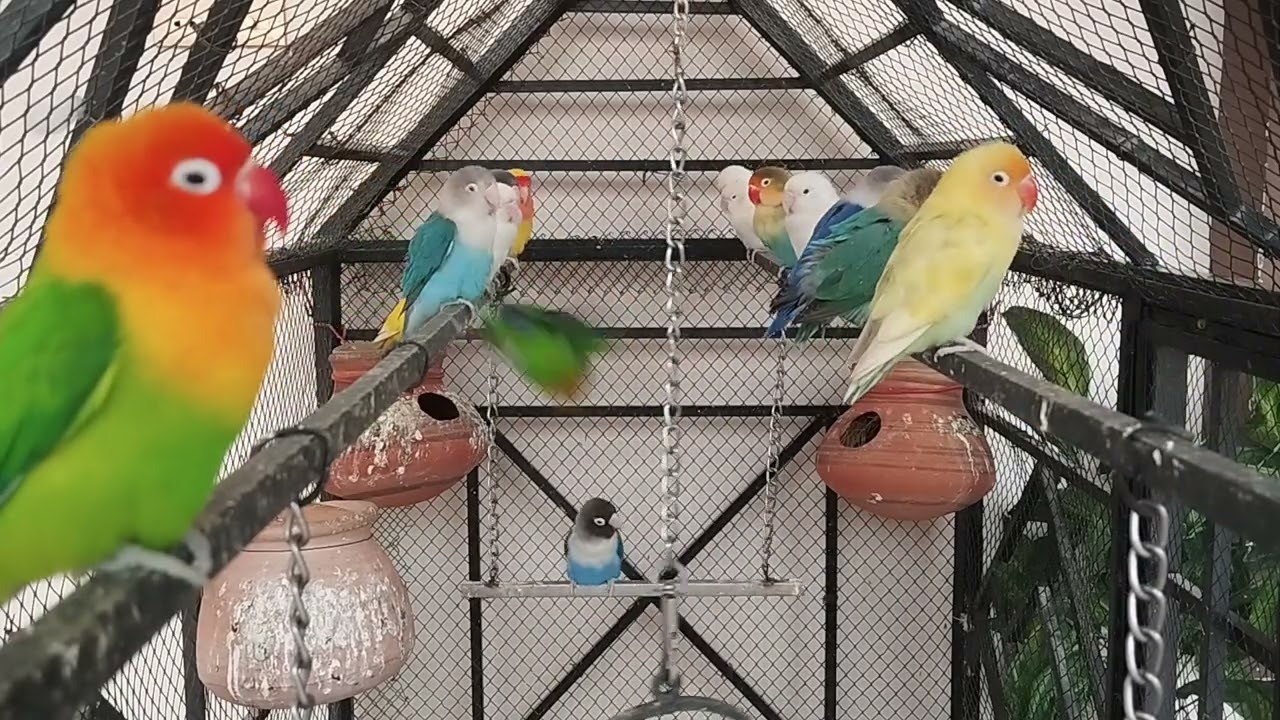 🦜Cute Lovebirds Moments You Can&rsquo;t Stop Watching.