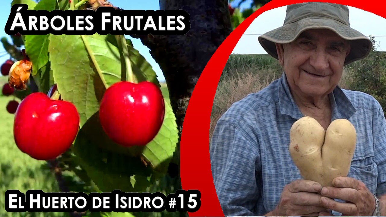 El huerto de Isidro #15. Árboles frutales
