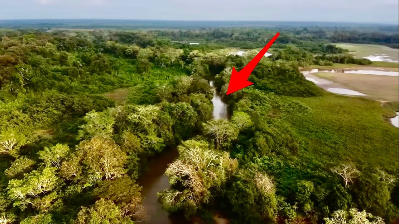 Was lebt in diesem gefährlichen Waldfluss? 😱