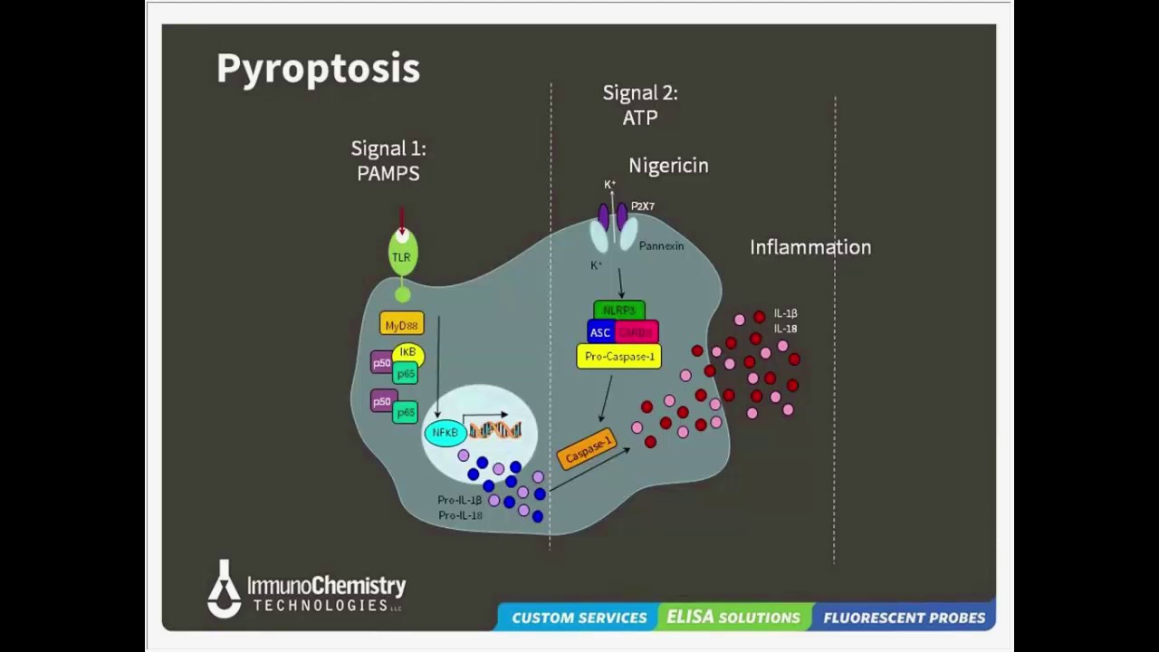 Pathways to Cell Death:  Apoptosis, Pyroptosis, and Autophagy