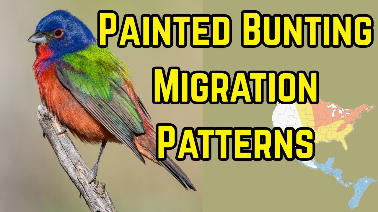 Painted Bunting Migration—When to Expect Them in Your Area