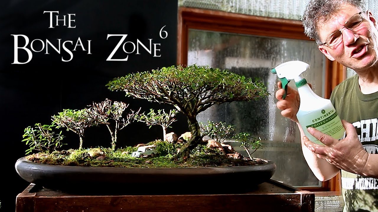 Spider Mites and My African Landscape, The Bonsai Zone, Feb 2019
