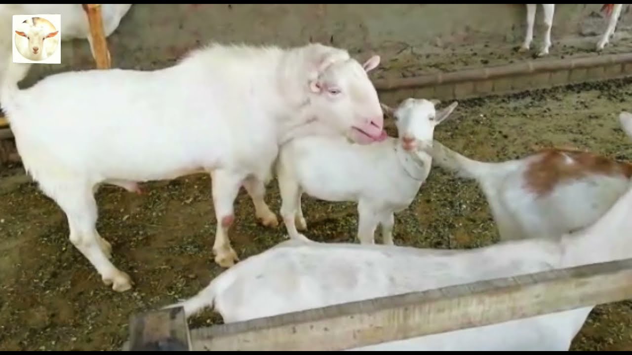 Lovely Goat's kid playing