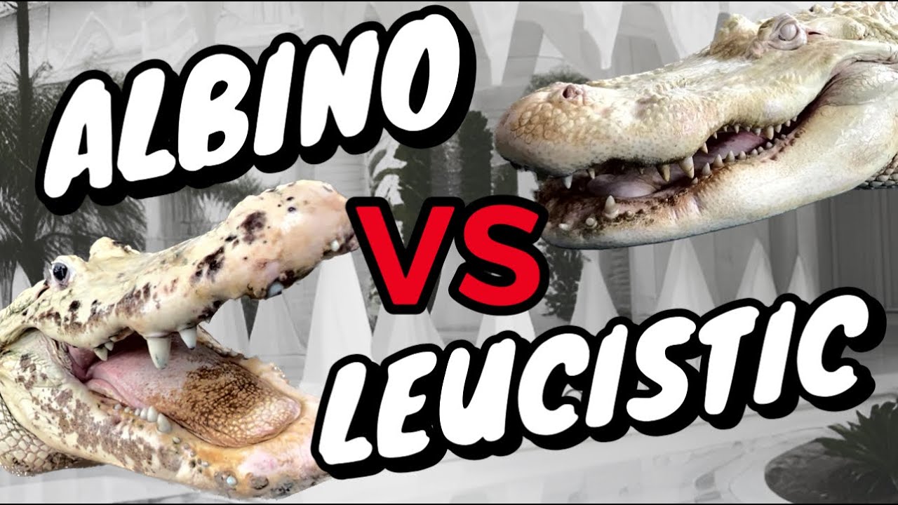WHAT'S THE DIFFERENCE BETWEEN ALBINO & LEUCISTIC ALLIGATORS??