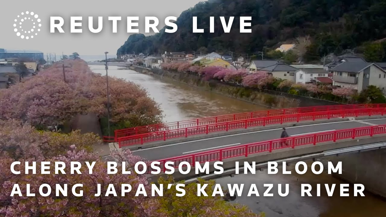 LIVE: Cherry blossoms in bloom along Japan’s Kawazu River