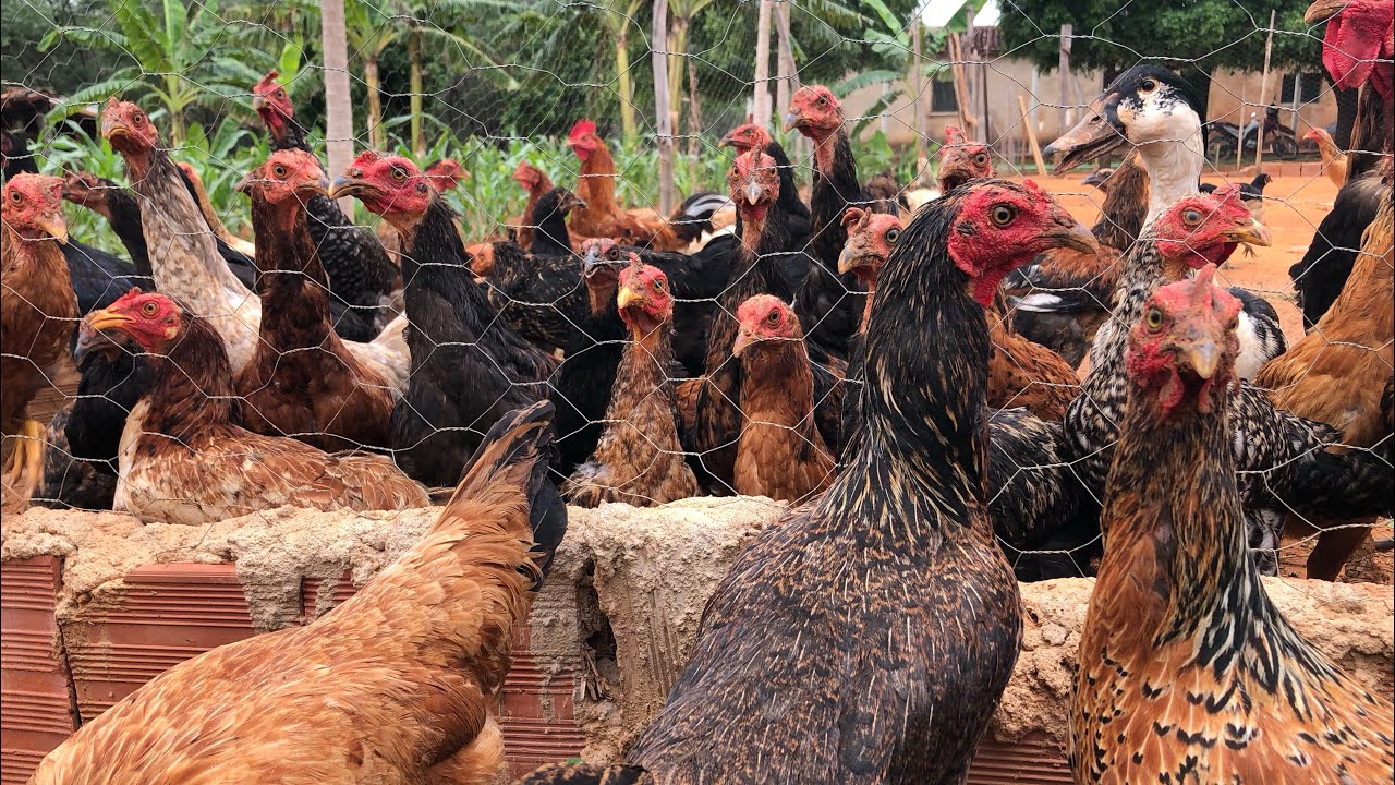 &Eacute; poss&iacute;vel criar galinha caipira SOMENTE com MILHO? 🌽 | AGROCRIACAO