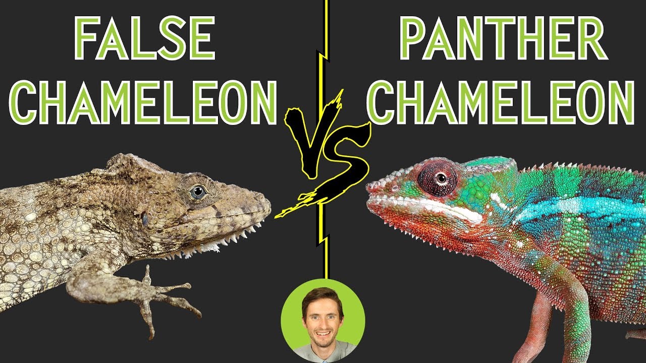 Panther Chameleon vs Bearded Anole (False Chameleon) - Head To Head