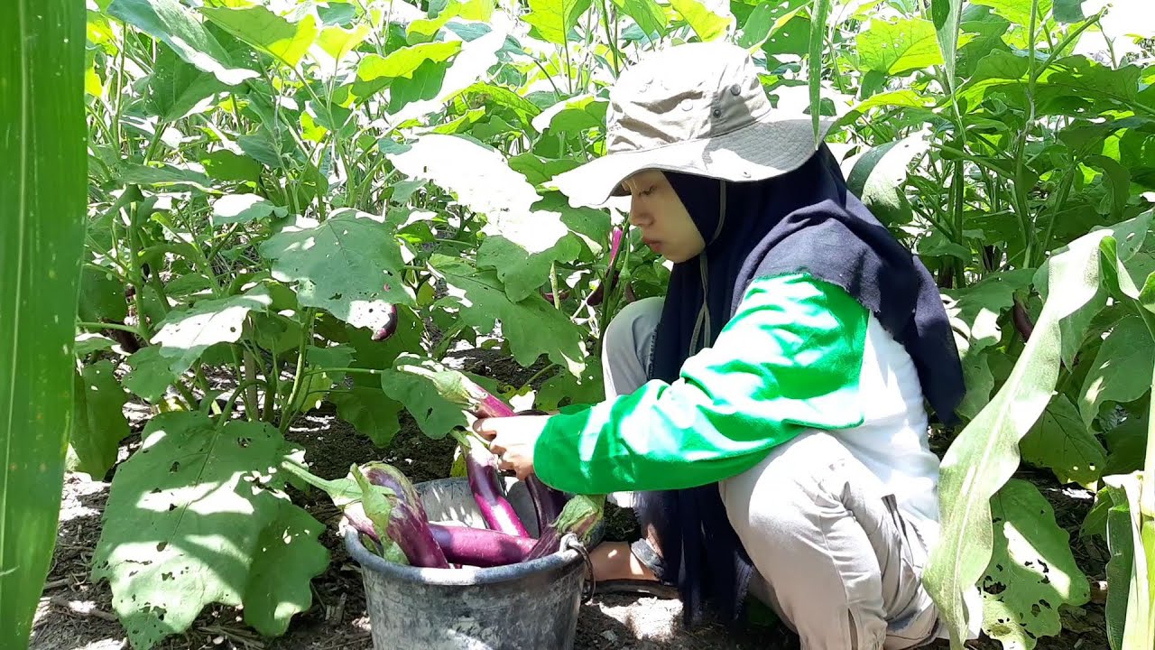 Panen Terong (Harvest Eggplant), Masak Sayur Bening dan Goreng dengan Isian Telur Juga Enak