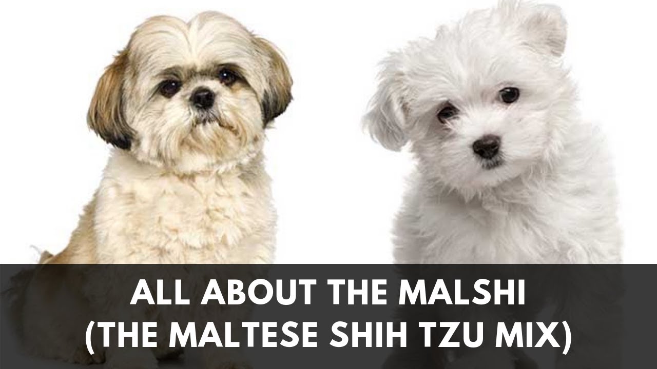 All About The Maltese Shih Tzu Mix (The Malshi)