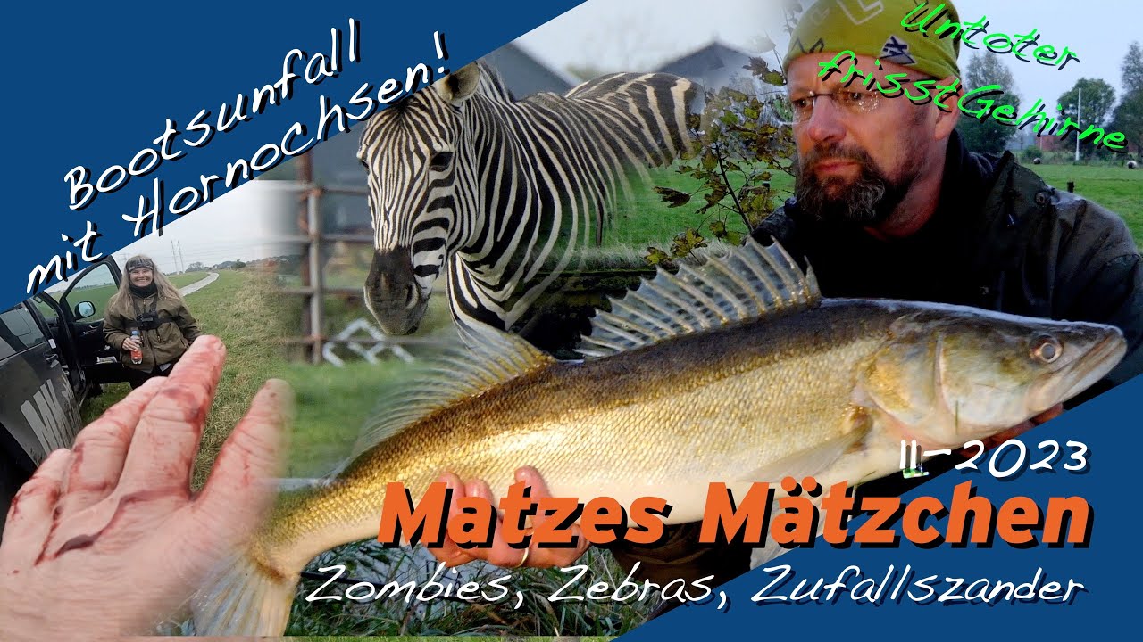 Matze Koch: Zombies, Zebras, Zufallszander - Matzes M&auml;tzchen 11-2023