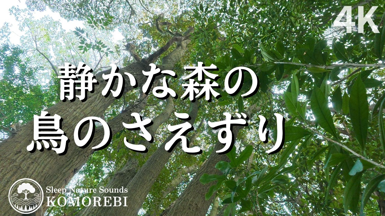 森の鳥のさえずり｜睡眠用・作業用（実録自然音2時間）【4K・九州の自然音】