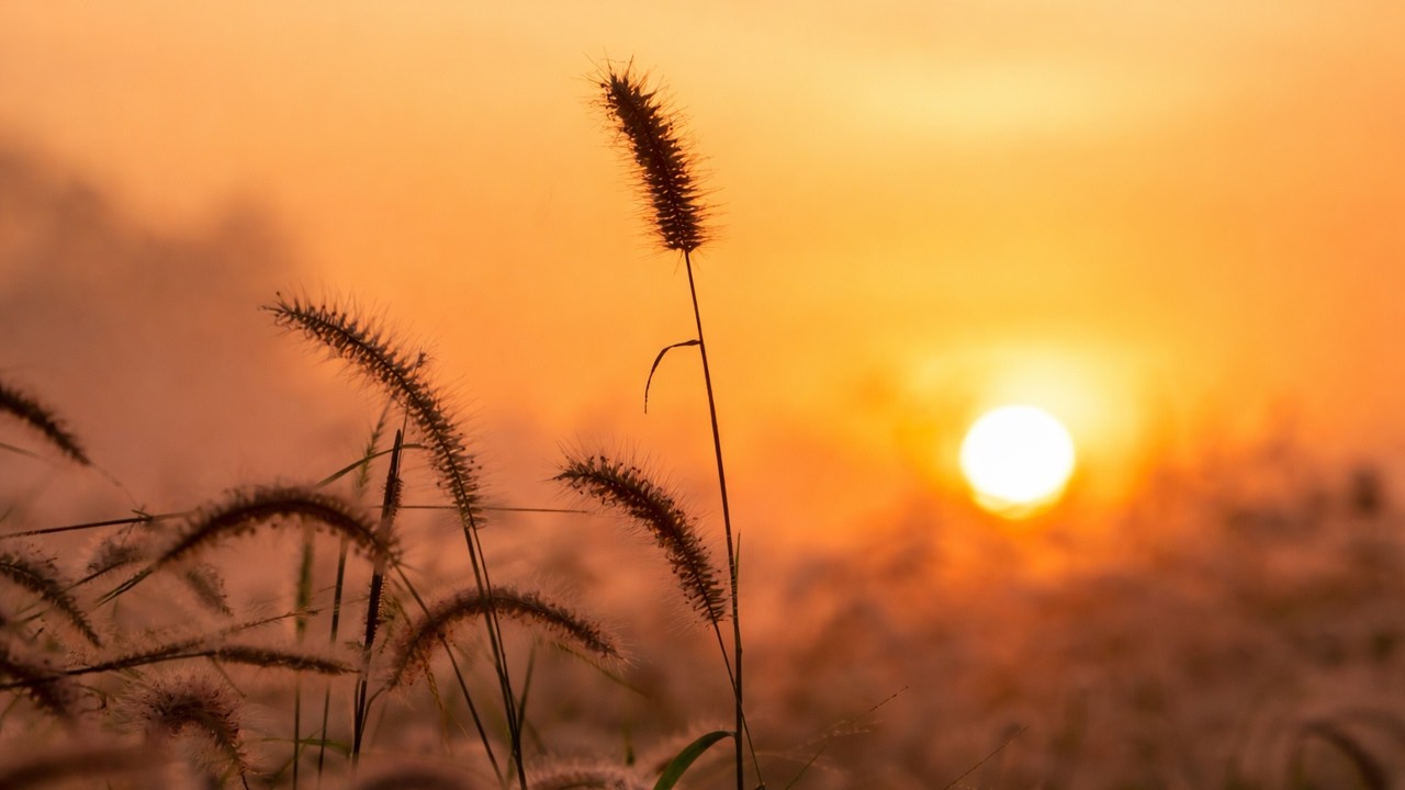 Gentle Wind Through Tall Grass (2 Hours) | Golden Hour Meadow for Relaxation & Naps