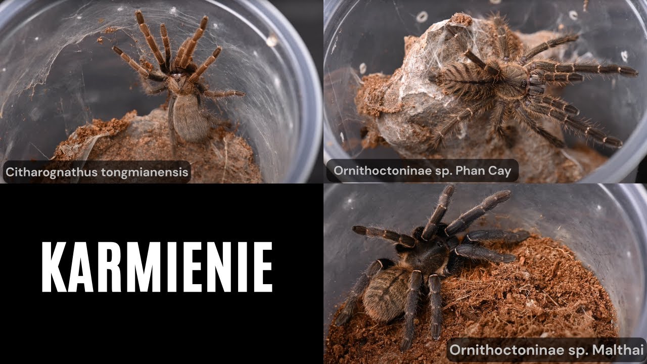 Karmienie podrostk&oacute;w o dziwnych nazwach 🕷 Feeding ptasznik&oacute;w | arent.pl