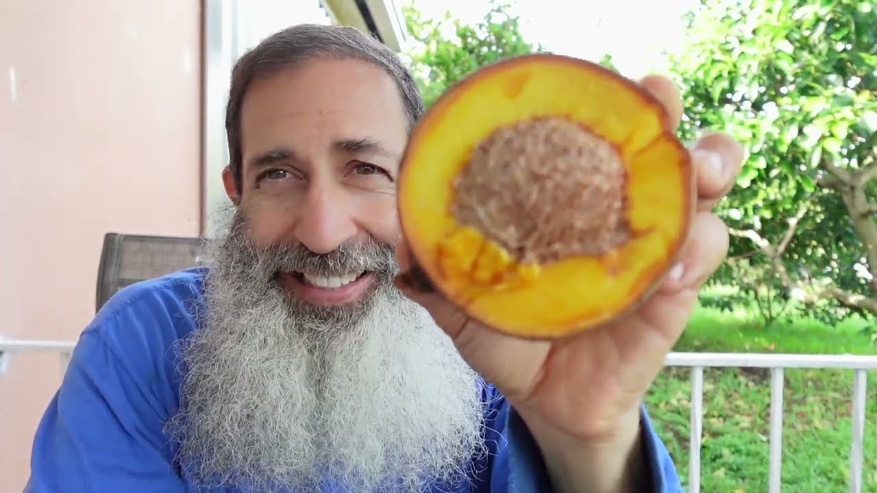 This is a fruit tree you should grow  Mammea americana