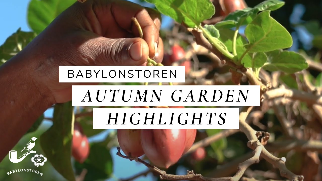 Virtual Garden Tour - Autumn Garden 2020 | Babylonstoren, South Africa