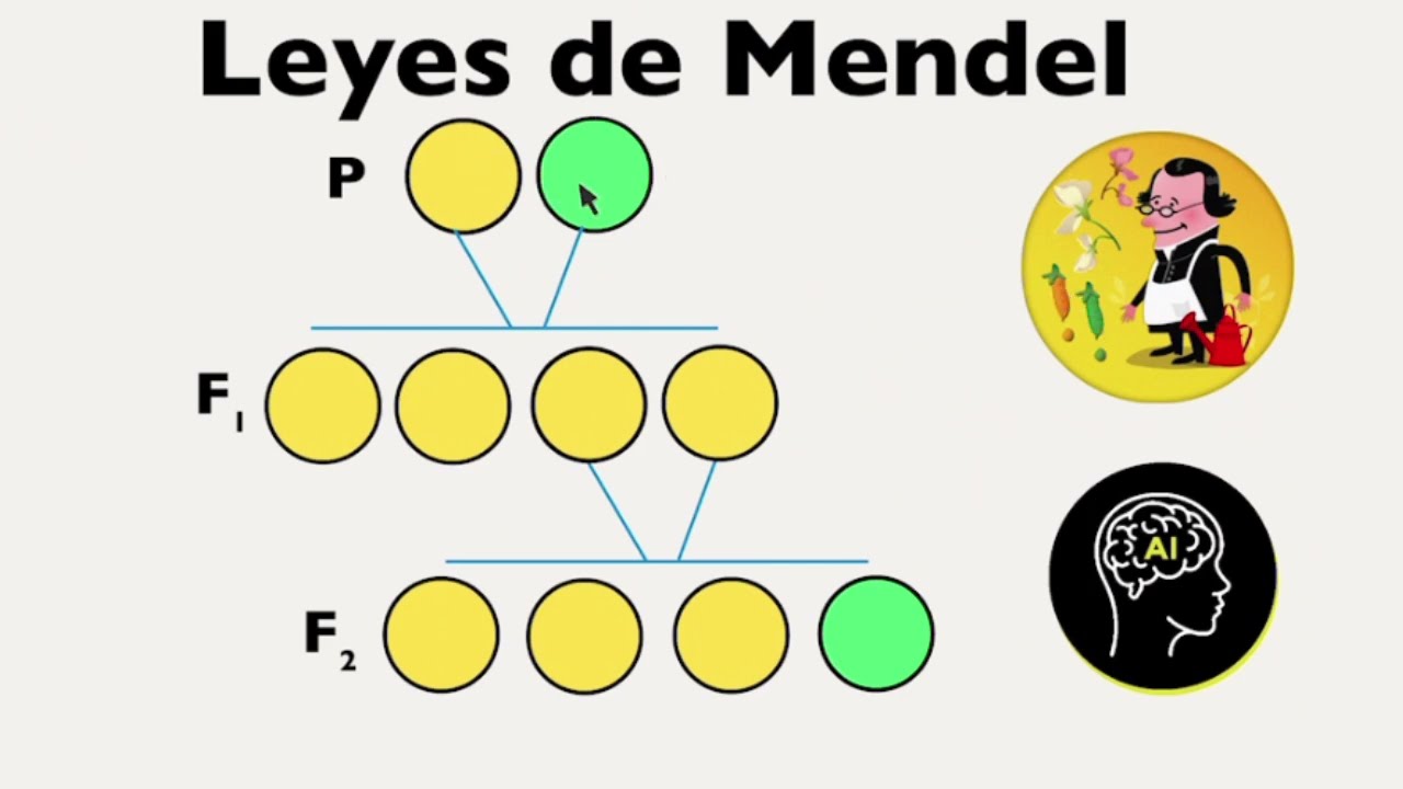 Leyes de Mendel, principio de uniformidad, principio de la segregacion y transmisión independiente