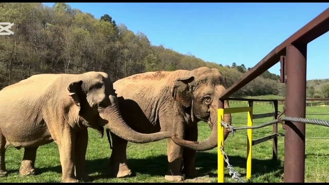 Elephants silent language!