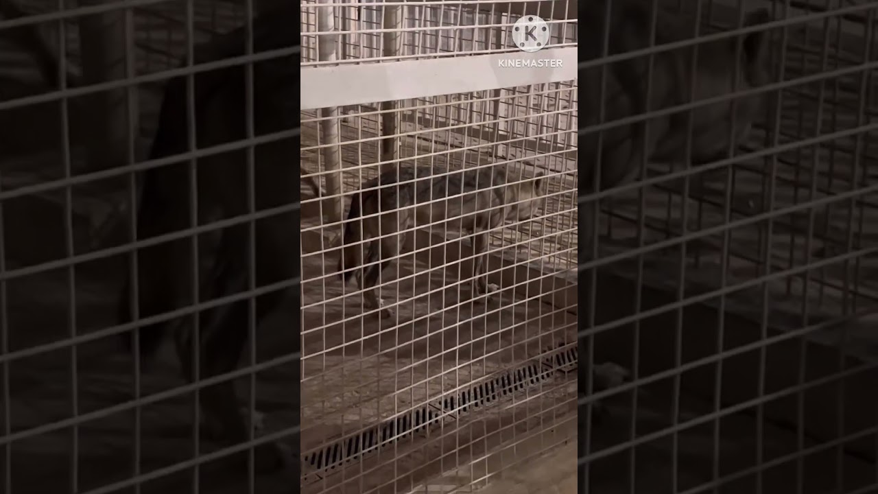 Al Khor Family Park and Zoo || Doha Qatar || Name the Animals you saw in the video