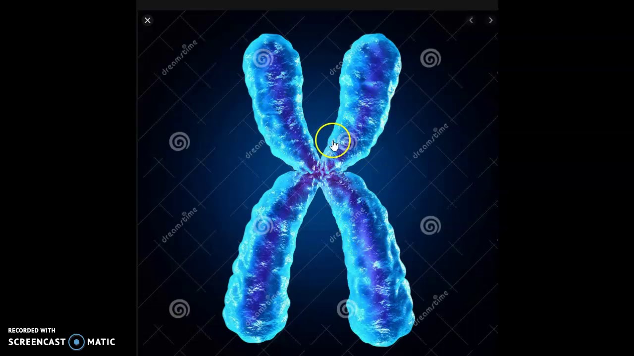 DNA E CROMOSOMI
