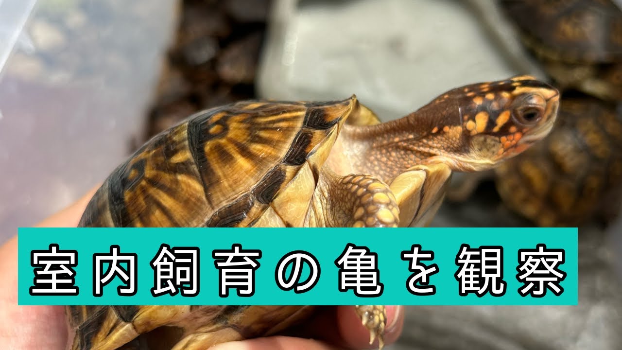 屋内飼育しているカメたちの観察