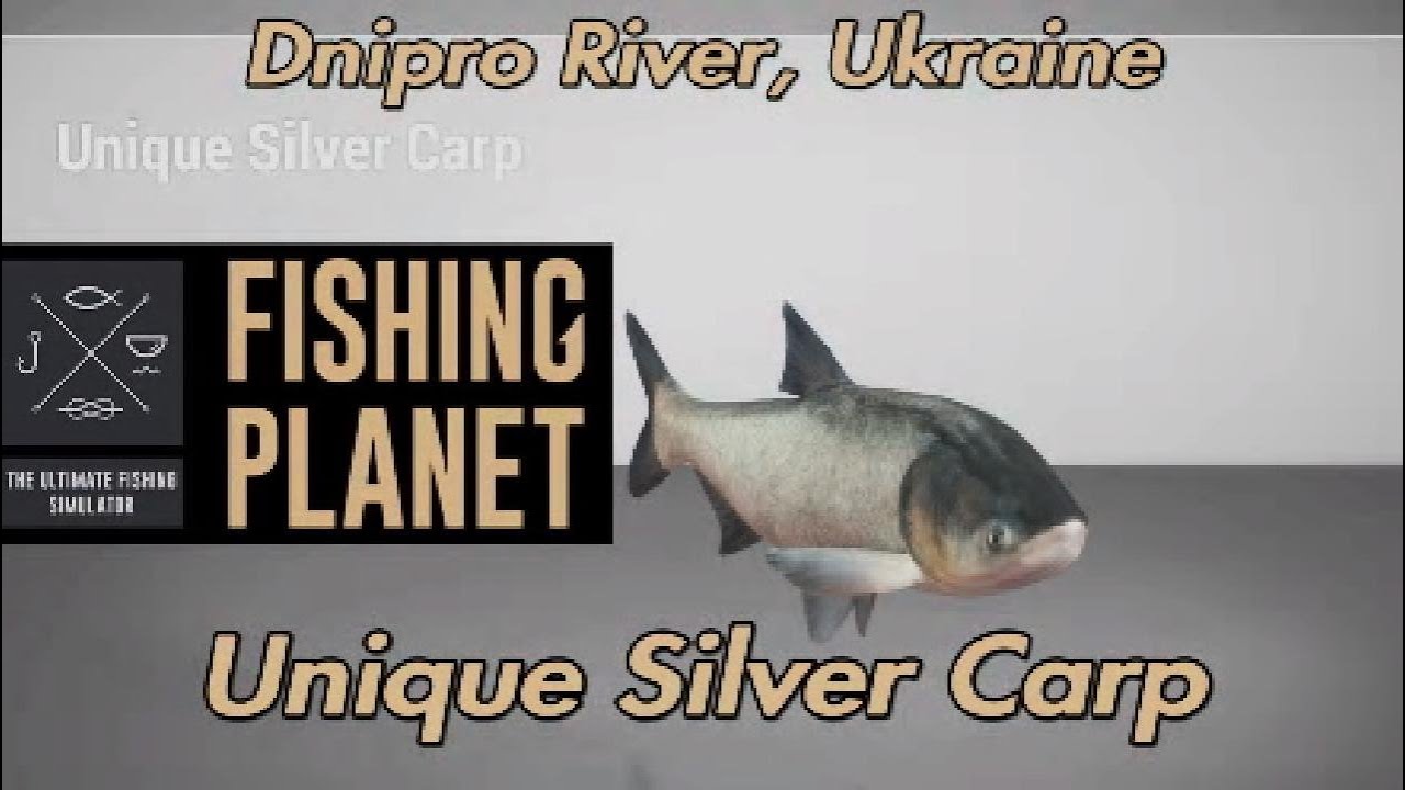 Уникальный толстолобик на реке Днепр в Украине. Путеводитель по Fishing Planet.