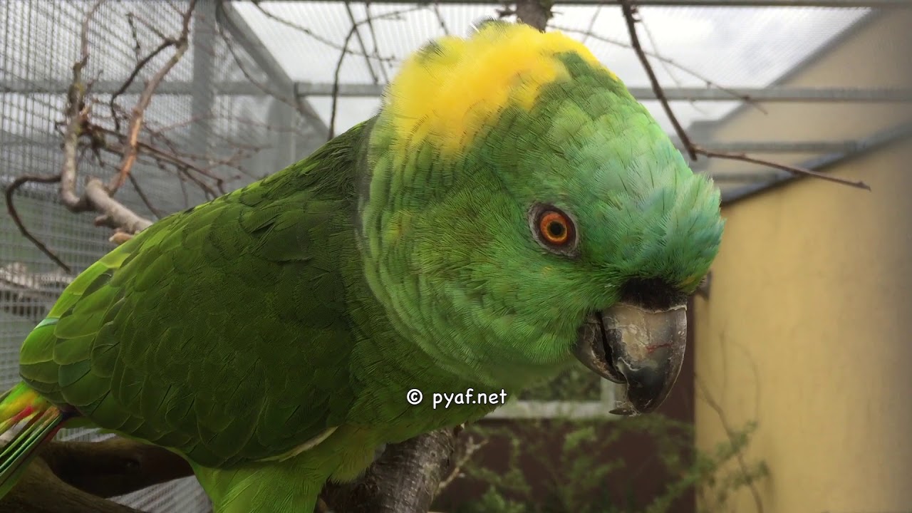 Amazona auropalliata - pyaf.net