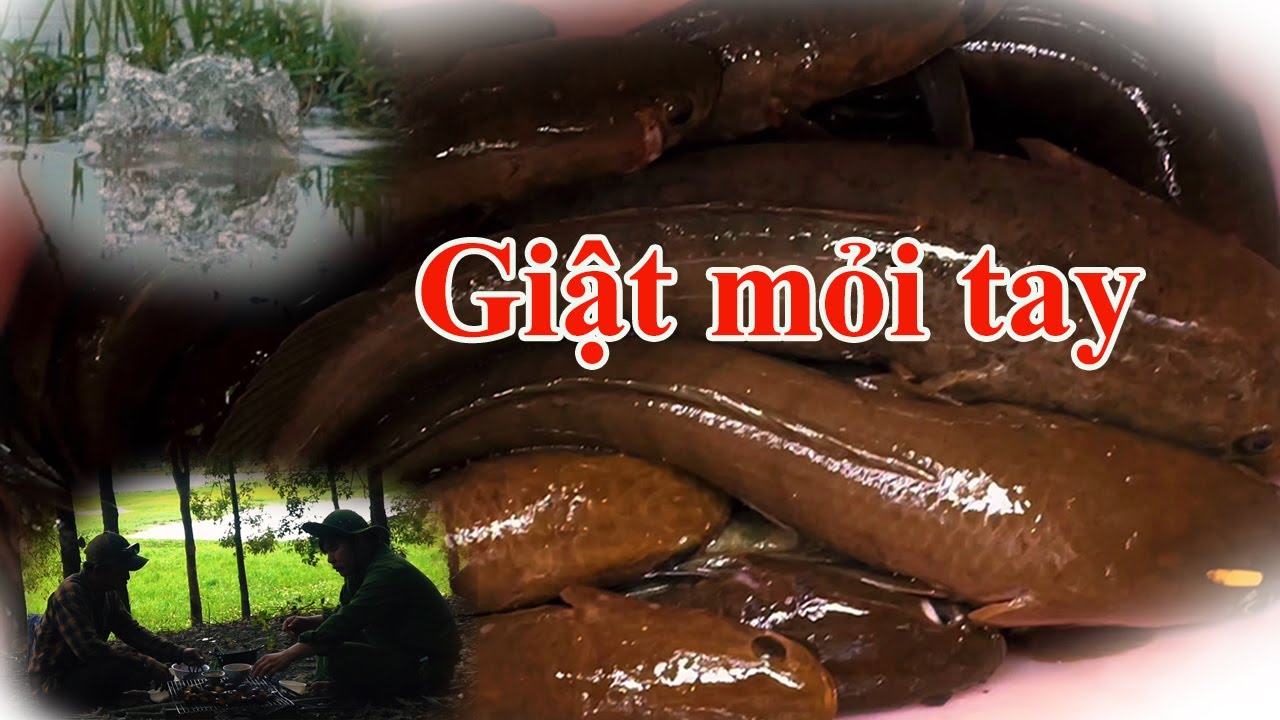 Săn cá lóc ngày mưa bão cá ăn mạnh giật mỏi tay