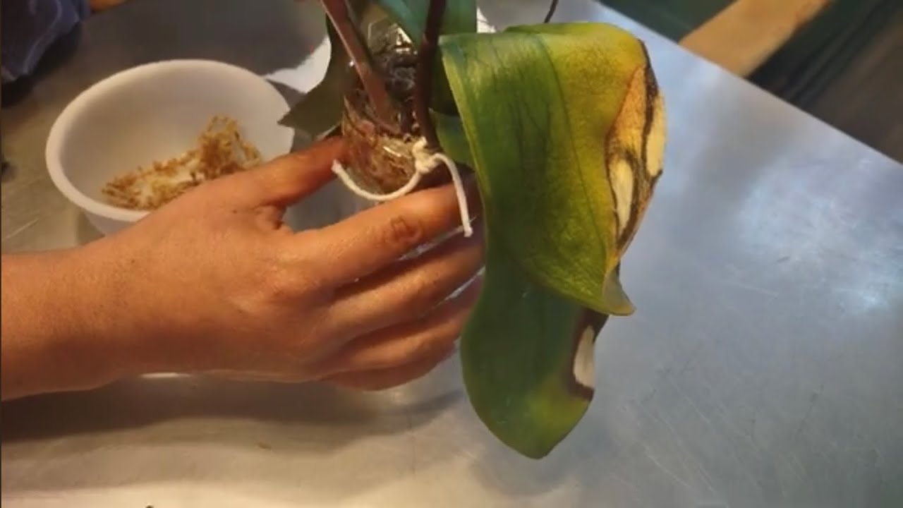 parte 2 rescatando orquídea phalaenopsis sin raíces y hojas deshidratadas como yo lo  realizo