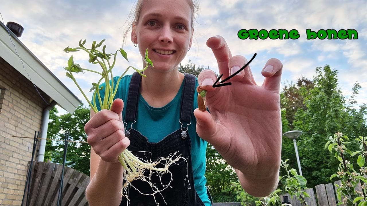 BONEN VOORKIEMEN - MOESTUIN UITBREIDEN #178