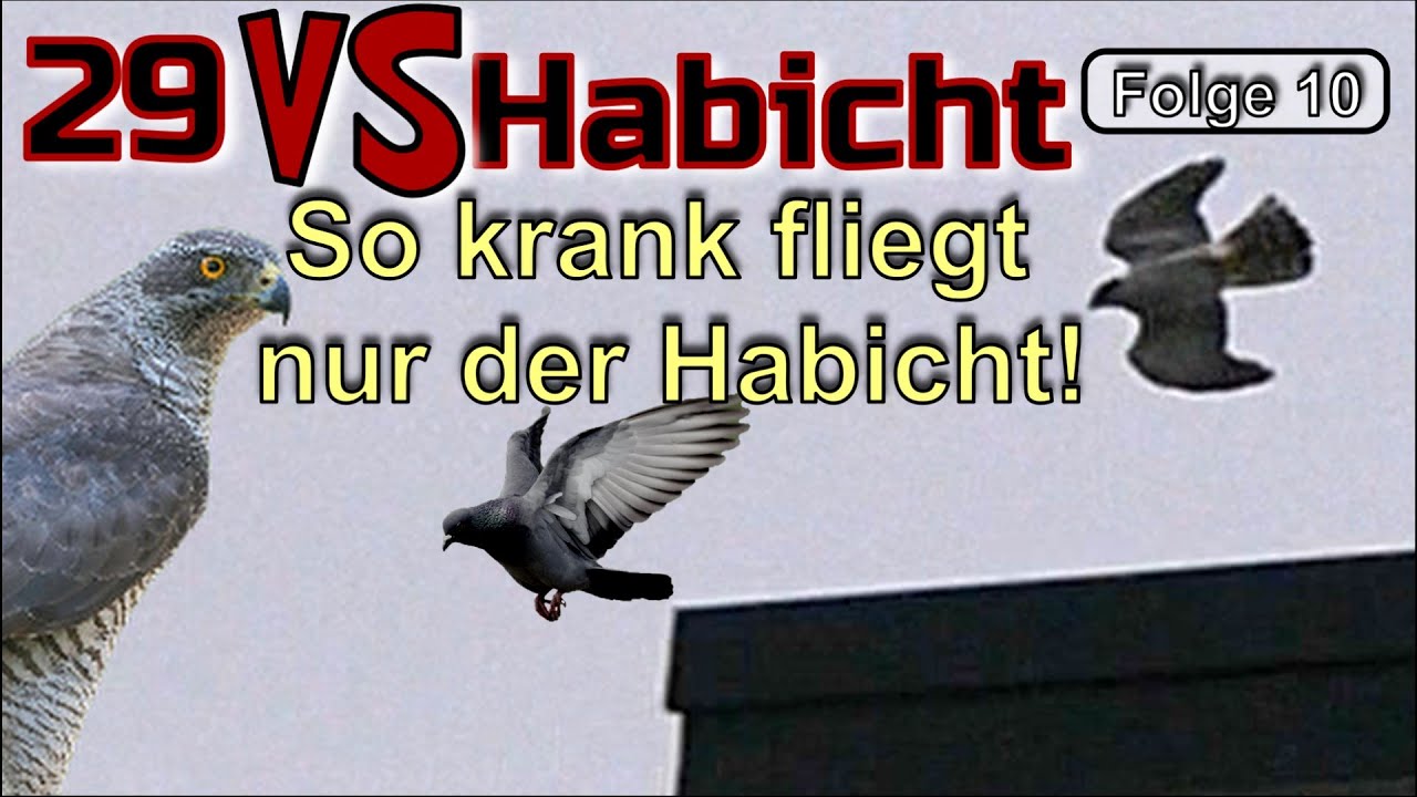 Kein Vogel fliegt so KRANK wie der Habicht! | HABICHT VS TAUBEN