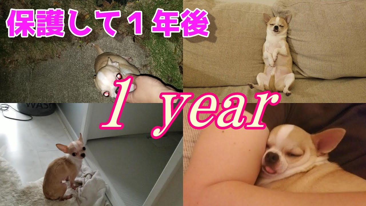 【1年のまとめ】スムースチワワ犬を保護して1年、こんなに変わりました🐶💛　A year has passed since I rescued the abandoned chihuahua dog.