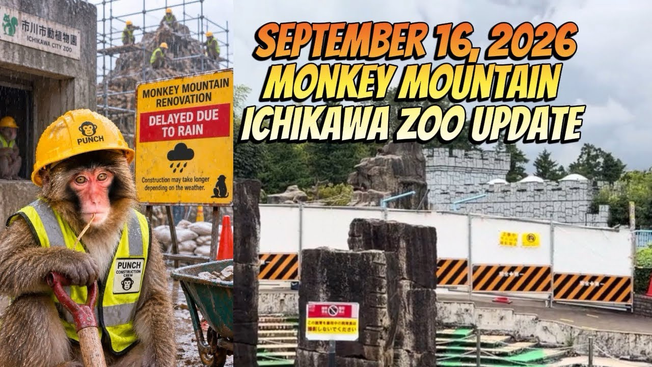 16th September Monkey Mountain Ichikawa Zoo Update #punch #zookeeper #ichikawa #zoo 
