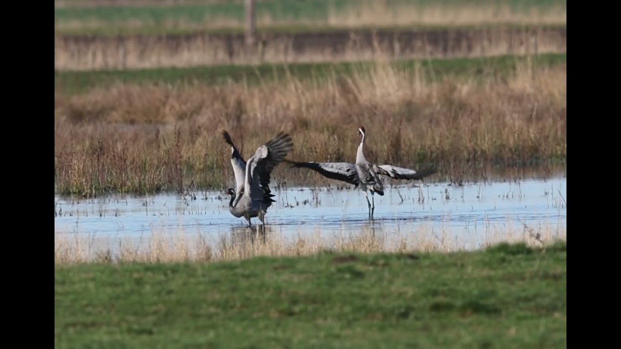 Cranes Dancing