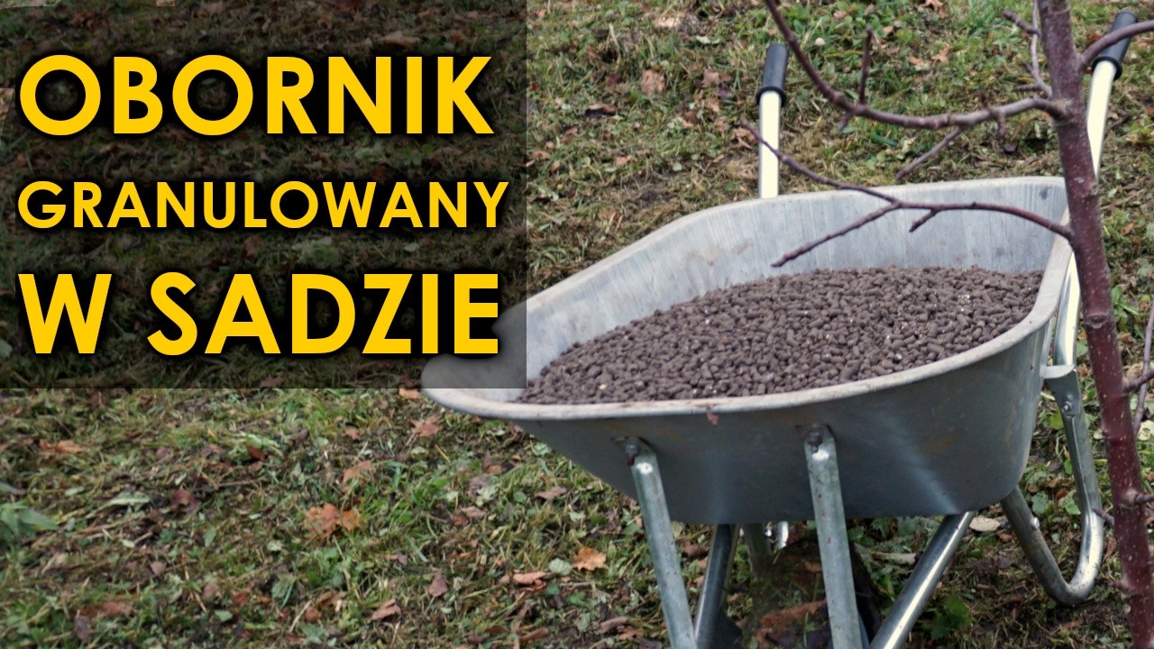 Nawożenie sadu obornikiem granulowanym. Wady i zalety obornika granulowanego.