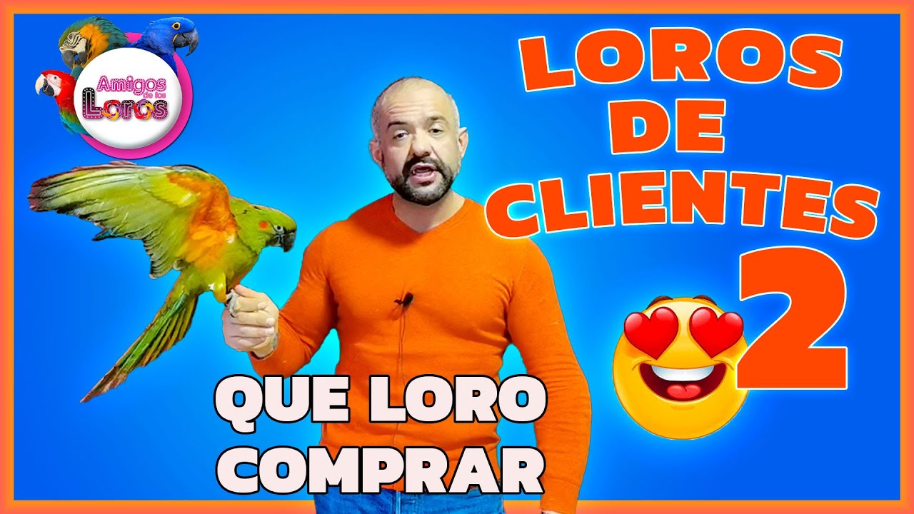 🦜LOROS de CLIENTES🦜 que loro comprar
